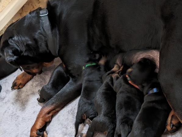 Image 1 of 8 week old chunky beautiful rottweiler pups
