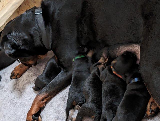 Preview of the first image of 6 week old chunky beautiful rottweiler pups.