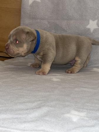 Image 12 of Pocket bully puppies for sale abkc registered