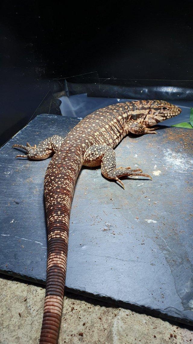 Preview of the first image of Red tegu - 2 year old female.
