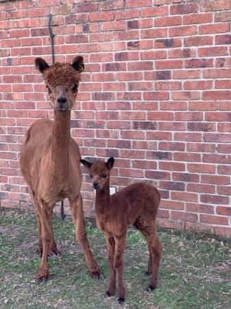 Image 5 of Alpaca Weanlings for sale males & females.All reduced price