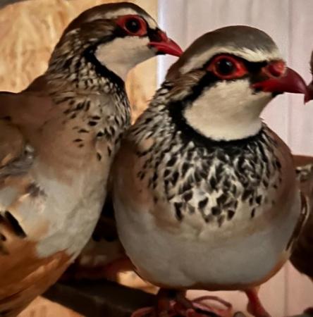 Image 2 of Red-legged partridge for sale