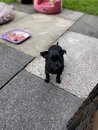 Image 12 of 2 black boy chihuahua puppies ready now