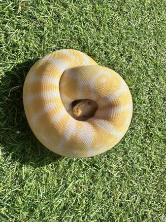 Image 7 of Pewter albino royal python for sale