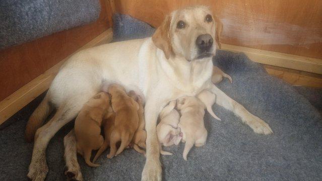 Image 17 of All pups now sold | Ready 3rd July