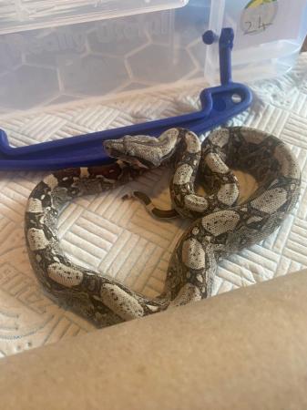Image 3 of Boa Constrictor Babies for sale