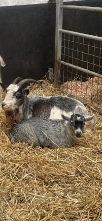 Image 3 of 4 month old pygmy goat wether