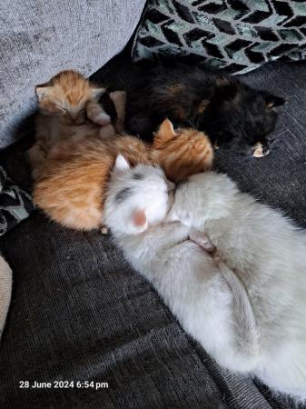 Image 1 of 5 beautiful kittens (BSH x maine coon)