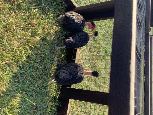 Trio of bantams born April 2026 — photo 2 of 3