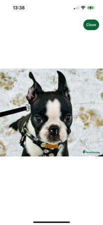 Image 2 of BOSTON TERRIER WANTED ????