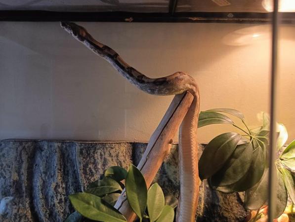 Image 3 of 11 month old hypo boa for sale
