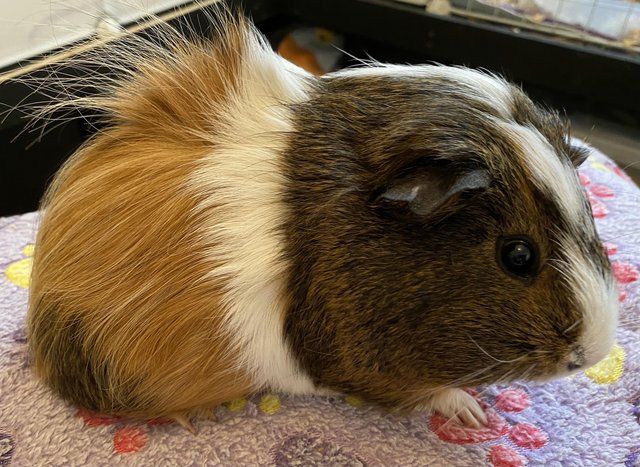 Preview of the first image of Gorgeous female Guinea pigs.