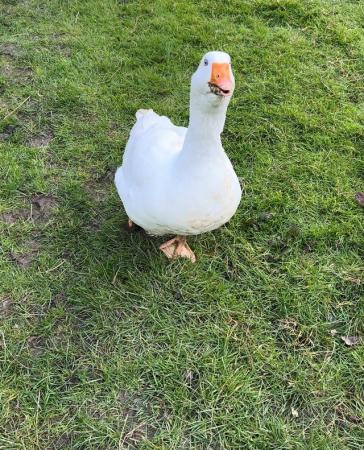 Image 1 of Two female white geese for sale