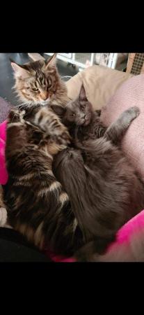 Image 3 of Gccf/ tica maine coon kittens microchipped and vaccinated