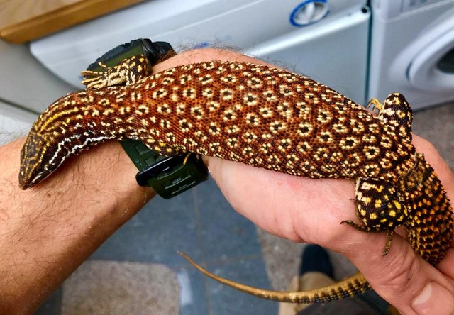 Preview of the first image of 2 x female True red ackies (Varanus acanthurus) for sale.