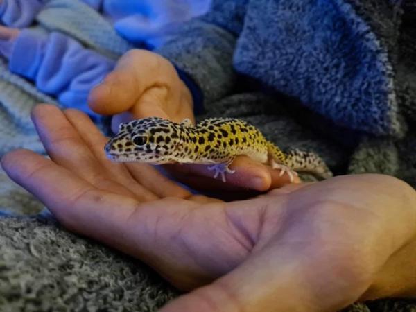 Image 9 of 1 year old male leopard gecko