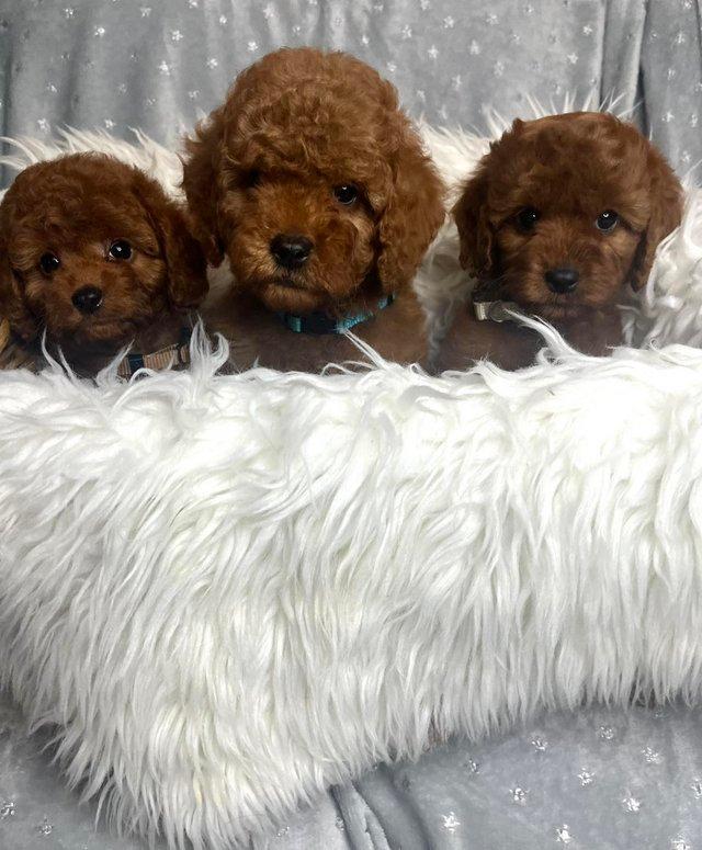 Preview of the first image of Extensively Health Tested Cavapoo Babies.