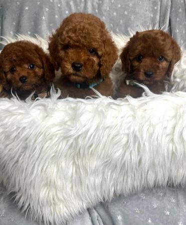 Image 1 of Extensively Health Tested Cavapoo Babies