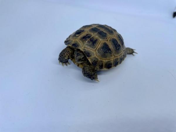 Image 10 of CB23 Horsefield/Russian Tortoises ready for new homes