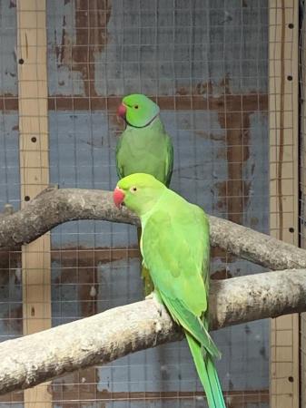 Image 4 of Stunning Pair Ringneck Parrots