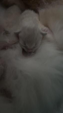 Image 1 of 9 week old ragdoll kittens