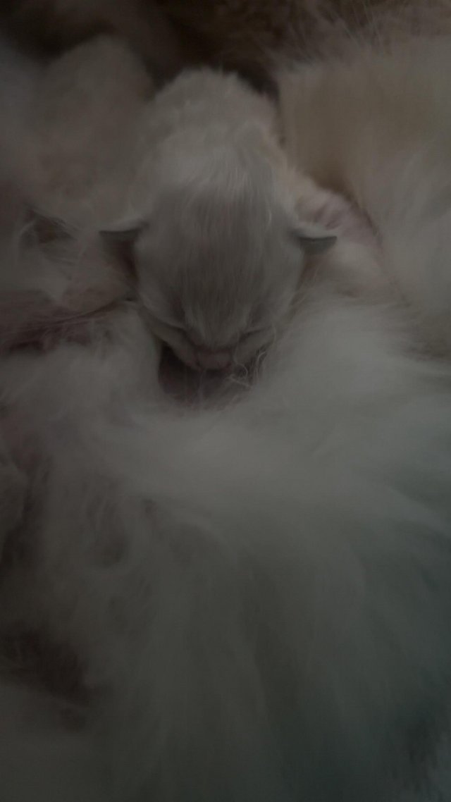 Preview of the first image of 9 week old ragdoll kittens.