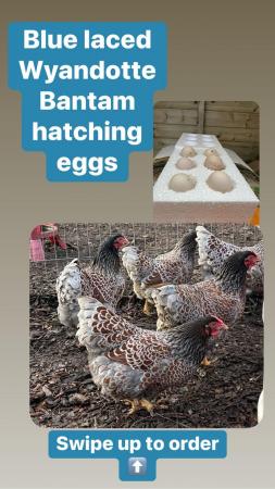 Image 4 of Hatching/fertile bantam and large fowl eggs