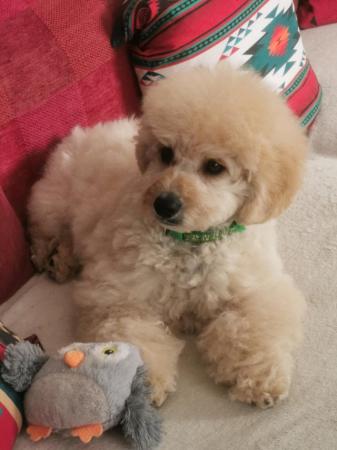 Image 9 of Gorgeous Cavapoo Boy from 5* Licensed Breeder