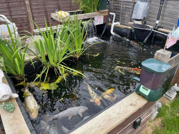 Image 2 of Free Pond fish rehoming service