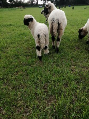Image 1 of 3 month old Valais Blacknose ewe lamb