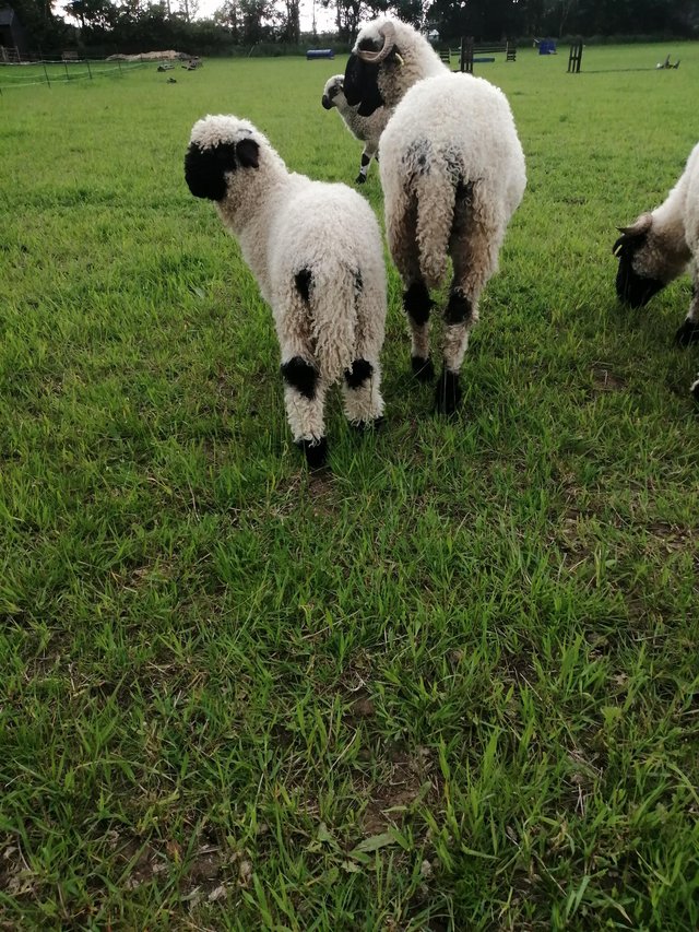 Preview of the first image of 3 month old Valais Blacknose ewe lamb.