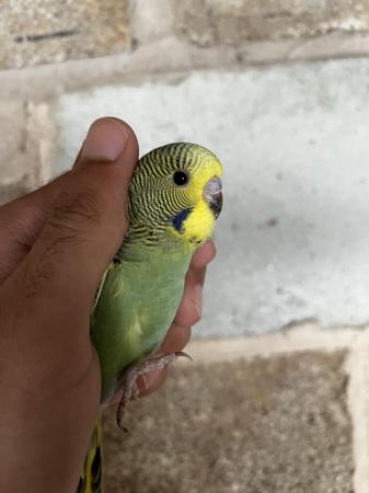 Image 3 of Baby budgies for sale very healthy and redy to tame