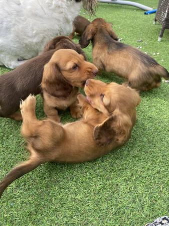 Image 6 of KC Reg longhair miniature dachshunds *READY NOW*