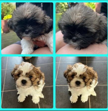Image 1 of Beautiful Teddy Bear puppies only 2 Boys available