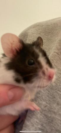 Image 3 of Hamster male freindly looking for loving home