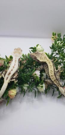 Image 6 of Beautiful Breeding Pair Of Crested Geckos With Free Exo Terr