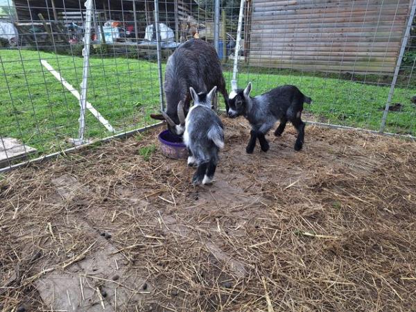 Image 5 of Pygmy Goat nannies and kids for sale