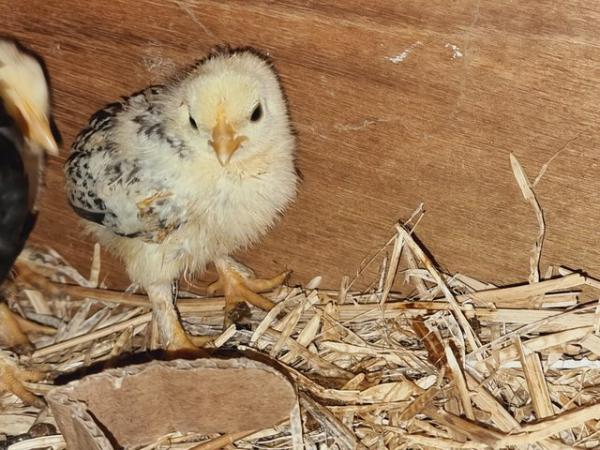 Image 6 of Bantam chick's 2, 3 weeks old