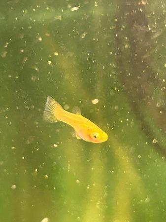 Image 3 of Guppy juveniles for sale very healthy
