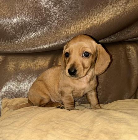 Stunning Cream Miniature Dachshund Litter for sale in Tyldesley, Greater Manchester - Image 18