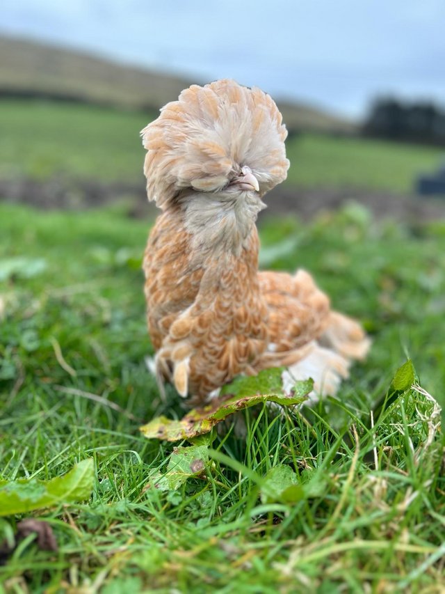 Preview of the first image of 16 wks old fully vaccinated Silkie and polish bantams.