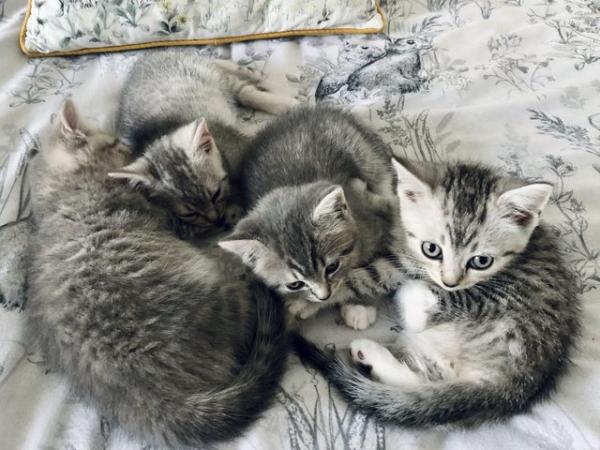 Image 2 of Ragdoll x Mainecoon x British Shorthair Silver Kittens