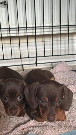 Image 2 of Mini dachshund chocolate pups