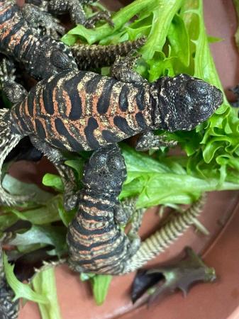 Image 2 of Baby Ornate Uromastyx for sale