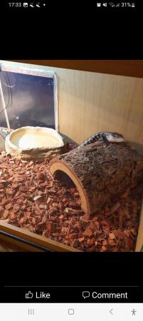Image 4 of Blue Tongue skink for sale....experienced home as very huffy