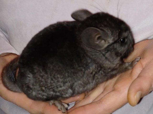 Preview of the first image of Chinchilla Baby Boy /Girl for sale.