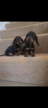 Pedigree Miniture Dachshunds for sale in Doncaster, South Yorkshire