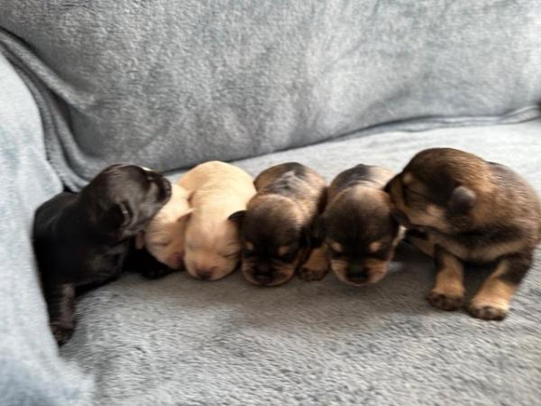 Image 3 of Beautiful Miniature Schnauzer Puppies For Sale