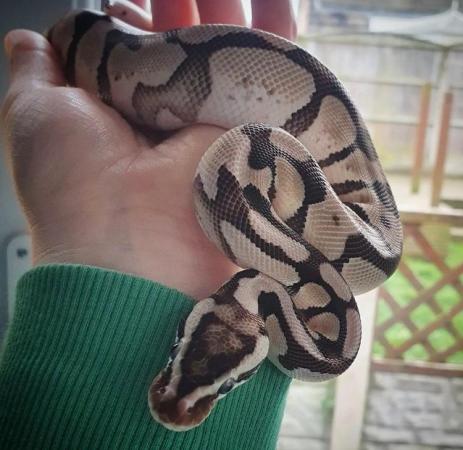 Image 4 of Male Ball python for sale