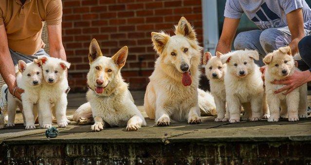 Image 16 of White GSD Puppies for sale